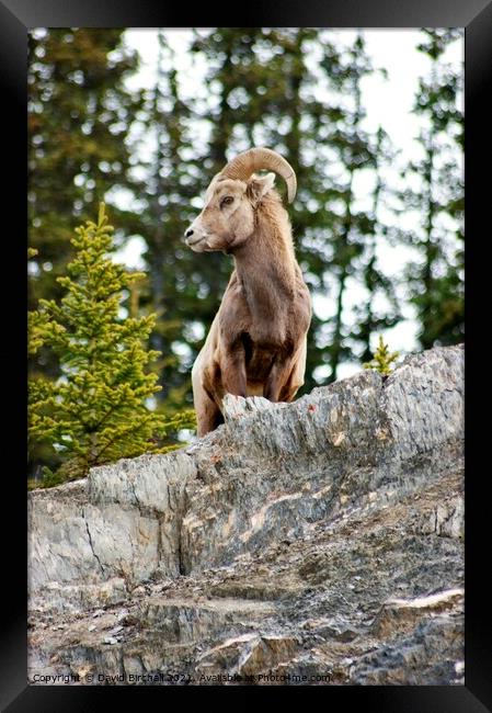 Canadian bighorn sheep in natural environment. Framed Print by David Birchall