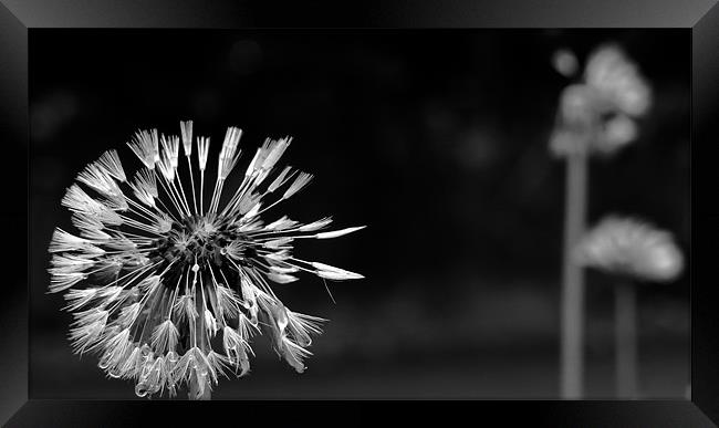 Dandelion after the Rain, Black and White Framed Print by Helen Holmes