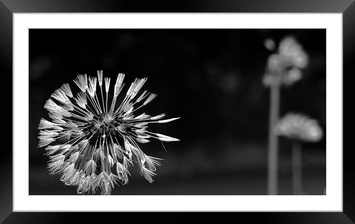 Dandelion after the Rain, Black and White Framed Mounted Print by Helen Holmes