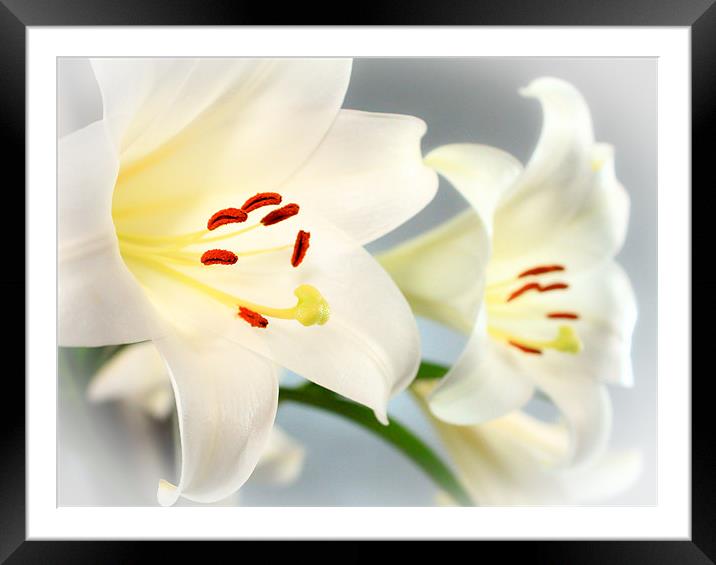 Reflections of a Lily Framed Mounted Print by Helen Holmes
