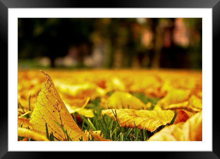 Autumn Fallen Leaves Framed Mounted Print by Helen Holmes