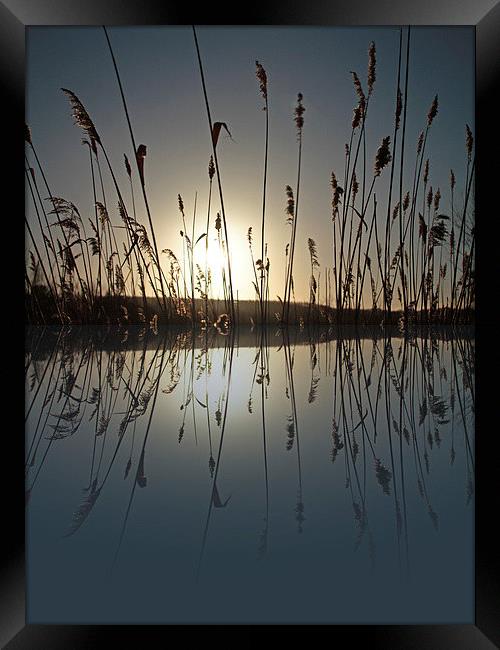 Reeds in the Sunrise Framed Print by Helen Holmes