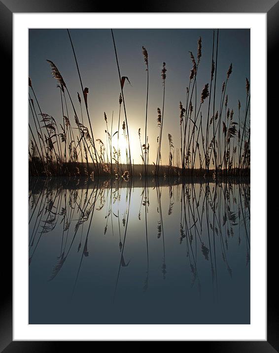 Reeds in the Sunrise Framed Mounted Print by Helen Holmes