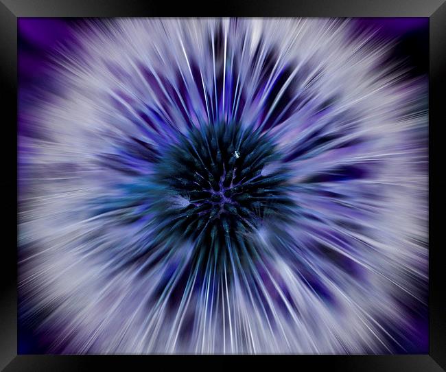 Purple Zoom Burst Dandelion Framed Print by Helen Holmes