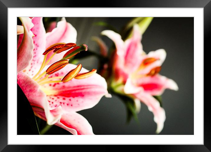  Reflections of a Pink Lily Framed Mounted Print by Helen Holmes