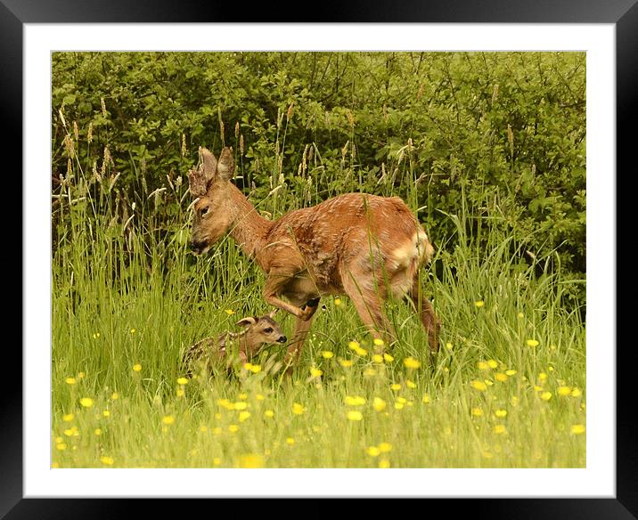 A new life Framed Mounted Print by Alan Sutton