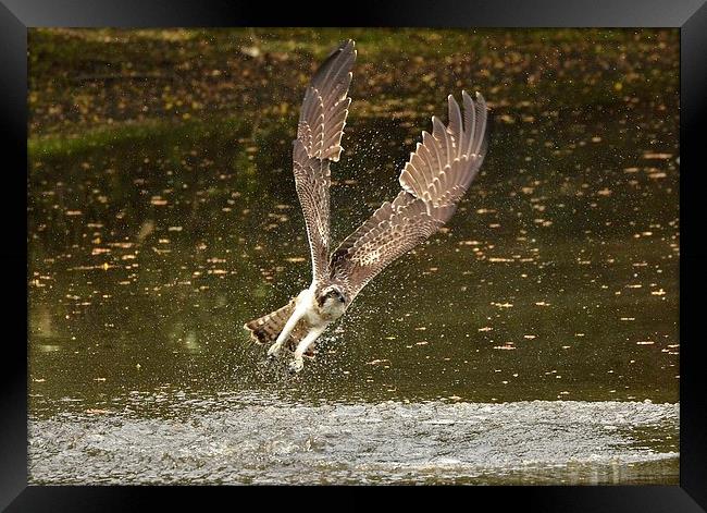 Angelic Winged Osprey Framed Print by Alan Sutton