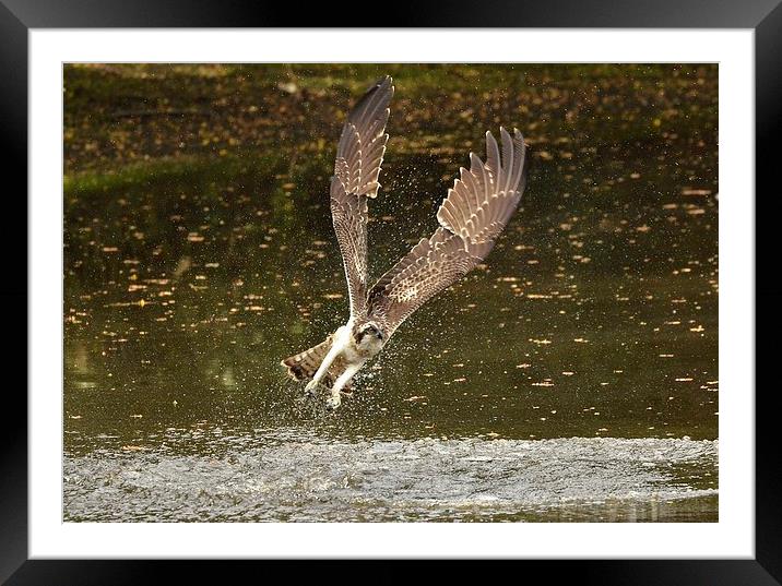 Angelic Winged Osprey Framed Mounted Print by Alan Sutton