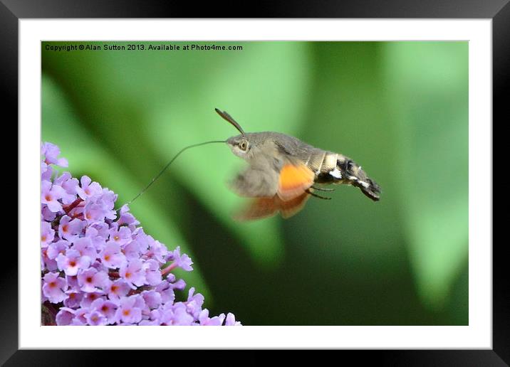 Hummingbird Hawk Moth feeding Framed Mounted Print by Alan Sutton