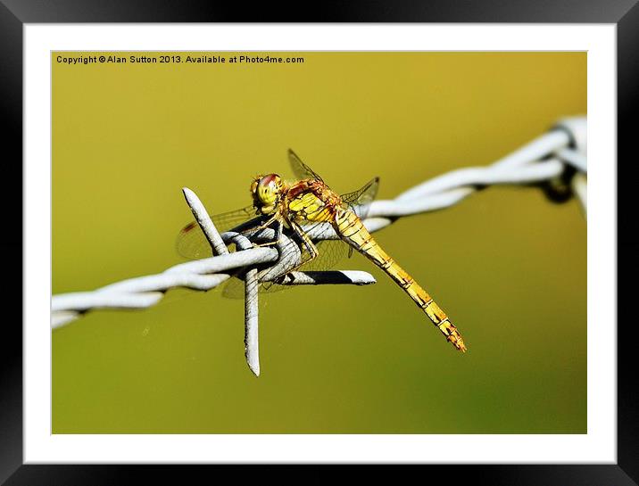 Man meets nature Framed Mounted Print by Alan Sutton