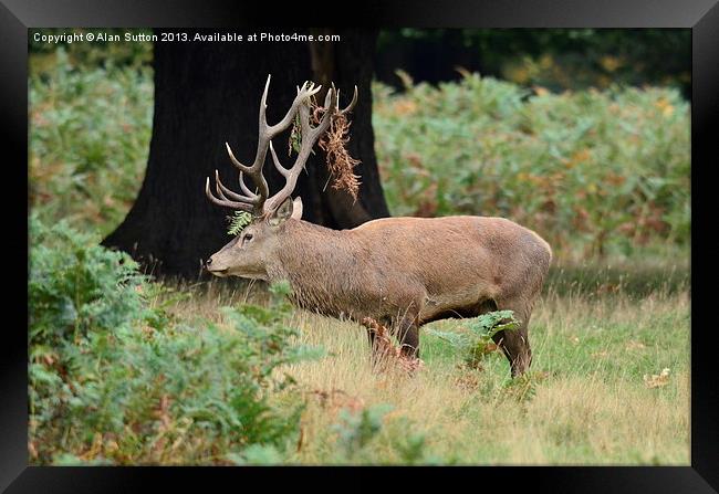 Do you like my new look ? Framed Print by Alan Sutton