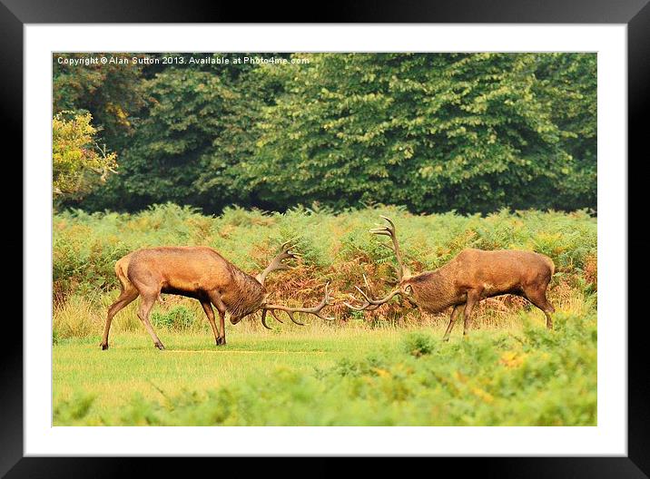 The stand off ! Framed Mounted Print by Alan Sutton
