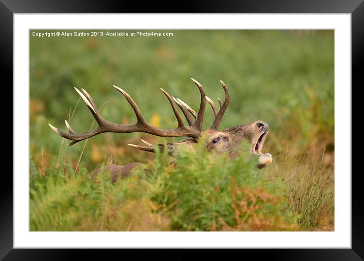 Roar of the wild ! Framed Mounted Print by Alan Sutton