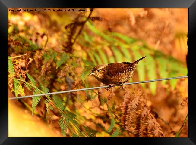 Bird on a wire Framed Print by Alan Sutton