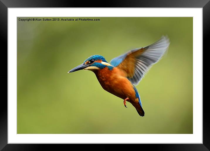 On the wing Framed Mounted Print by Alan Sutton