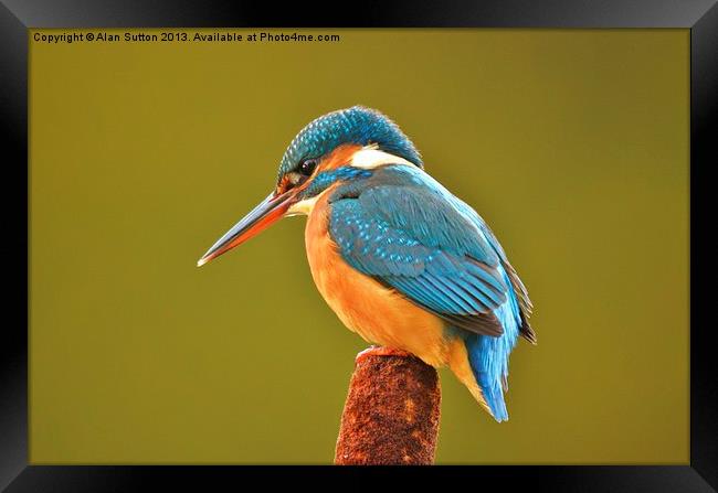 Natures beauty in full colour ! Framed Print by Alan Sutton