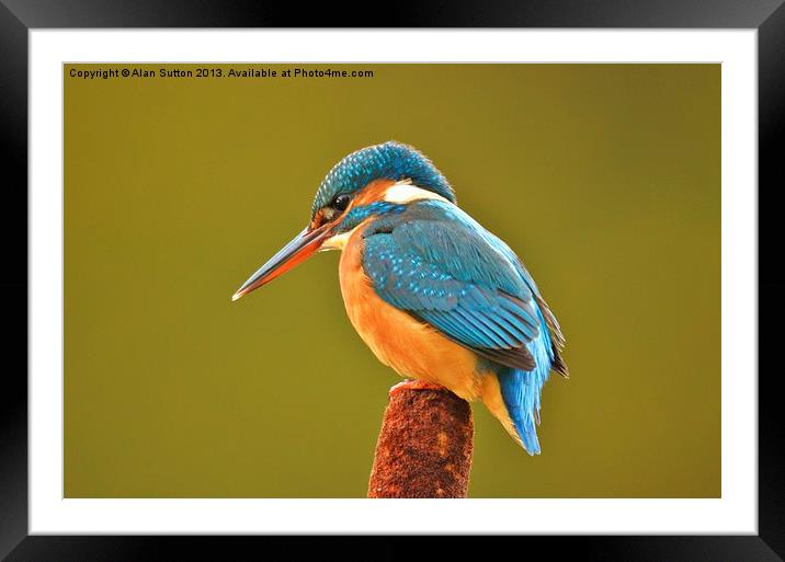 Natures beauty in full colour ! Framed Mounted Print by Alan Sutton