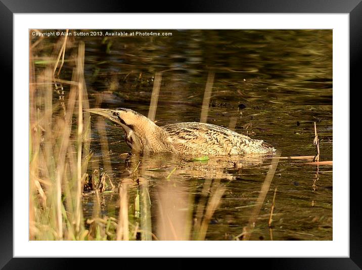 In deep water Framed Mounted Print by Alan Sutton