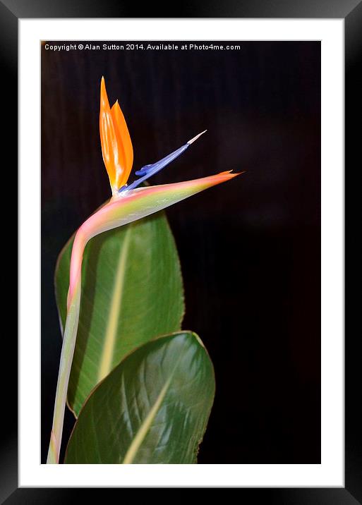 Bird Of Paradise Framed Mounted Print by Alan Sutton