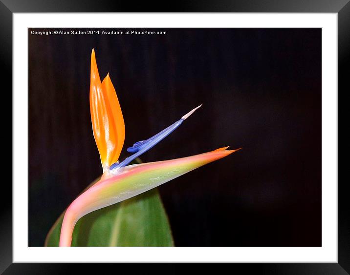 Bird of Paradise flower Framed Mounted Print by Alan Sutton