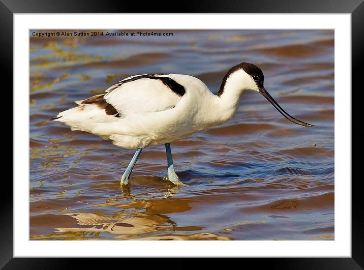 Beautiful Avocet Framed Mounted Print by Alan Sutton