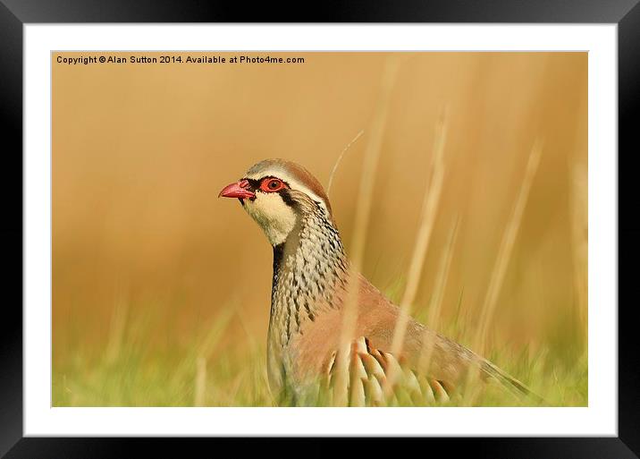 Red Legged Partridge Framed Mounted Print by Alan Sutton