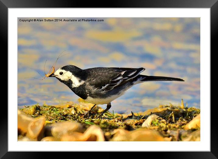 Wagtail breakfast bar Framed Mounted Print by Alan Sutton