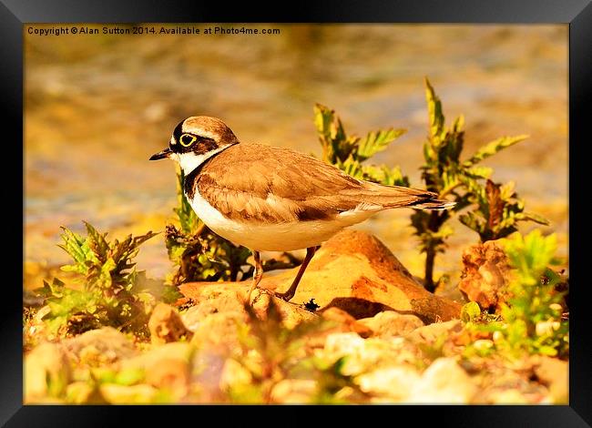 Little Ringed Plover Framed Print by Alan Sutton