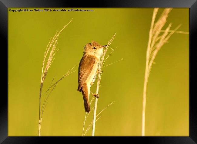 Hold on tight Framed Print by Alan Sutton