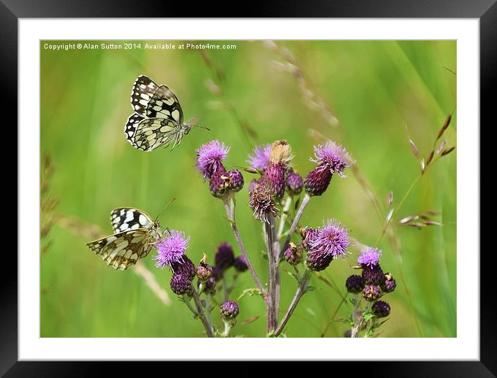 Flutterby Framed Mounted Print by Alan Sutton
