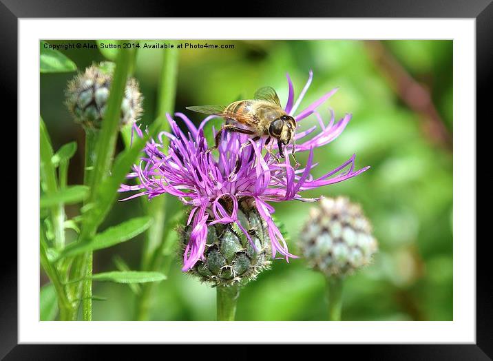 Bee Happy ! Framed Mounted Print by Alan Sutton