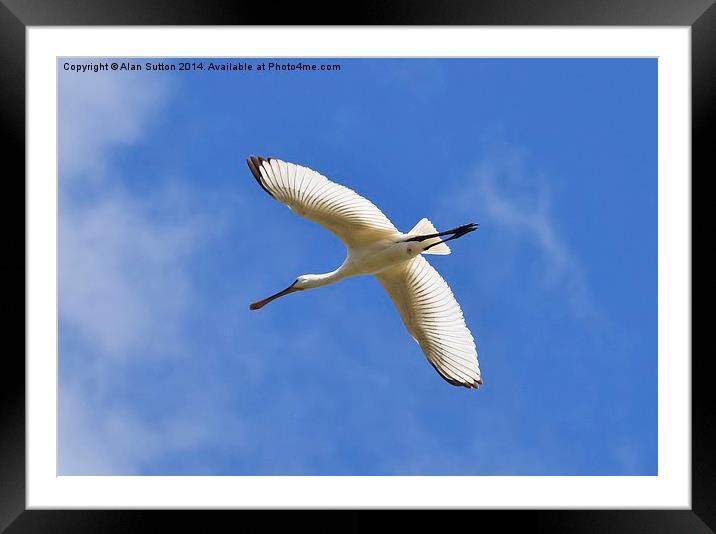  Hampshire Spoonbill Framed Mounted Print by Alan Sutton