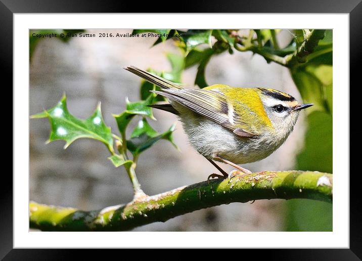 Firecrest in profile Framed Mounted Print by Alan Sutton