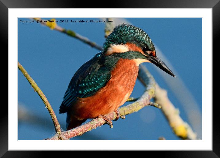 Kingfisher portrait.  Framed Mounted Print by Alan Sutton