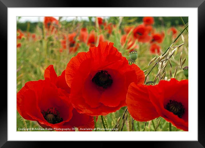 Poppys Framed Mounted Print by A B
