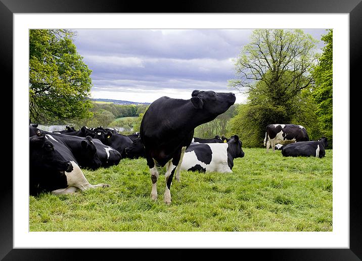 Cattle in a field Framed Mounted Print by A B
