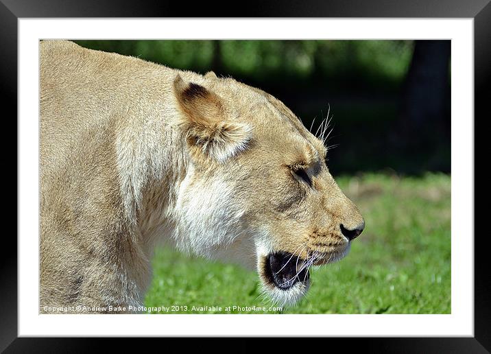 Lioness walking past Framed Mounted Print by A B