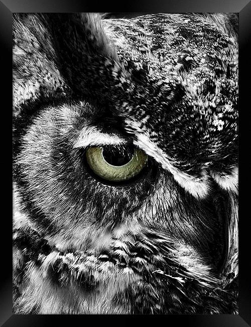 Watching You Framed Print by Rock Weasel Designs