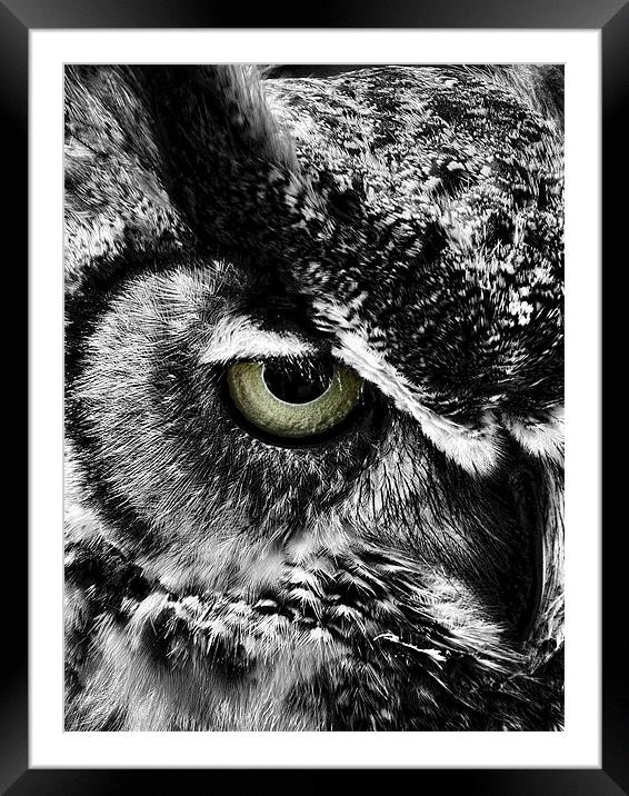 Watching You Framed Mounted Print by Rock Weasel Designs