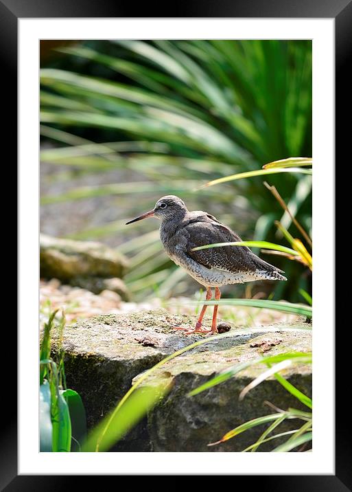 Spotted Redshank Framed Mounted Print by Levente Baroczi