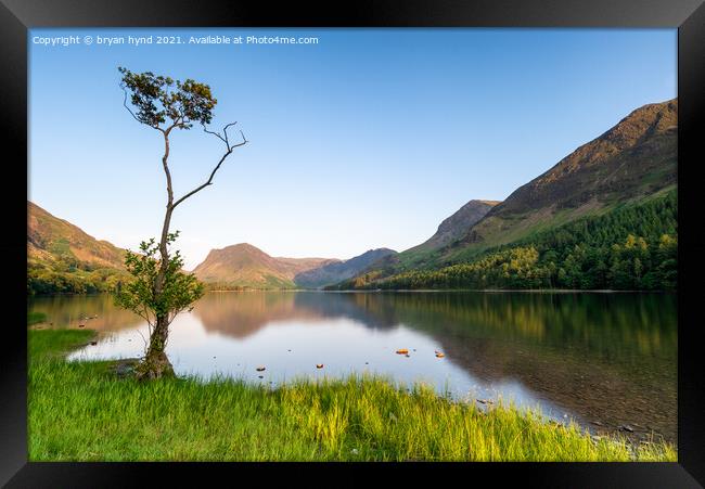 Loan Tree at Buttermere Framed Print by bryan hynd