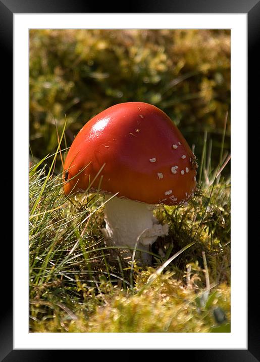 toadstool Framed Mounted Print by bryan hynd