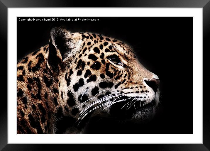  Jaguar Profile 1 Framed Mounted Print by bryan hynd