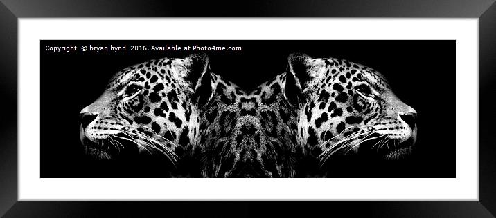 Black & White Jaguar heads Framed Mounted Print by bryan hynd