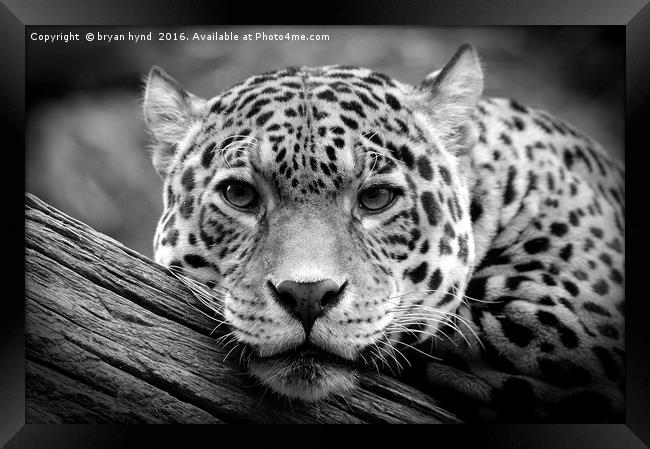 Jaguar Stare Black & White Framed Print by bryan hynd