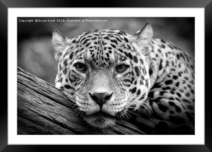 Jaguar Stare Black & White Framed Mounted Print by bryan hynd