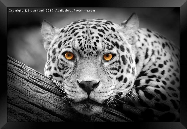 Jaguar Stare isolations Framed Print by bryan hynd