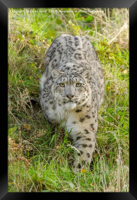 Snow Leopard Stare Framed Print by bryan hynd