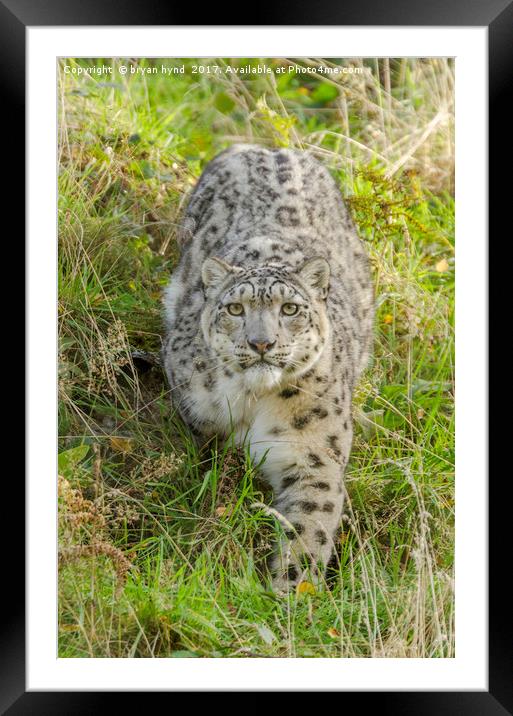 Snow Leopard Stare Framed Mounted Print by bryan hynd