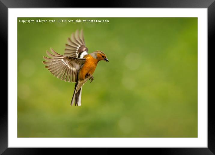 Flight of the Chaffinch Framed Mounted Print by bryan hynd